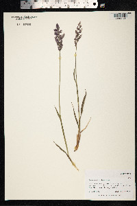 Arctagrostis latifolia image