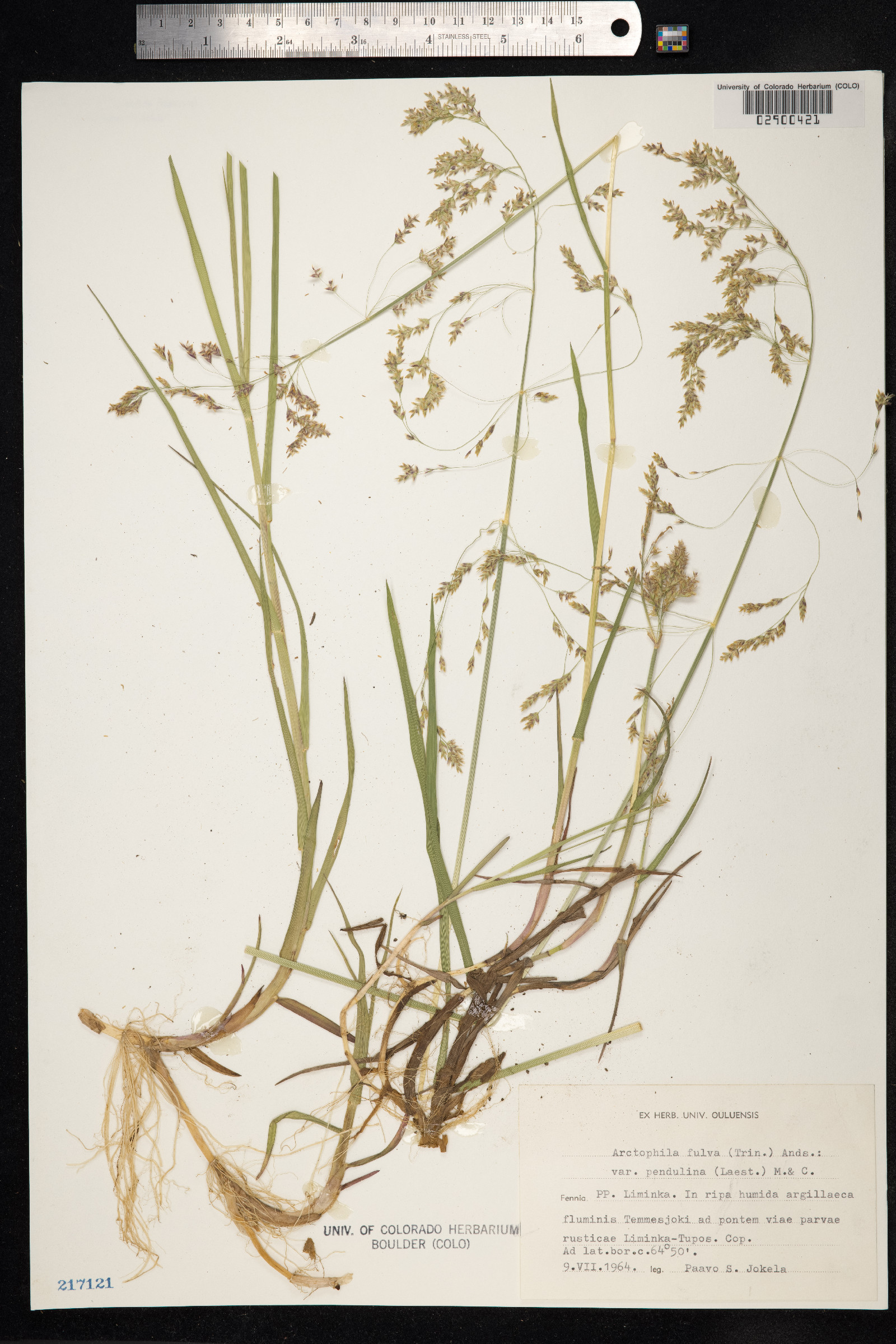 Arctophila fulva image