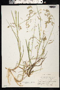 Arctophila fulva image
