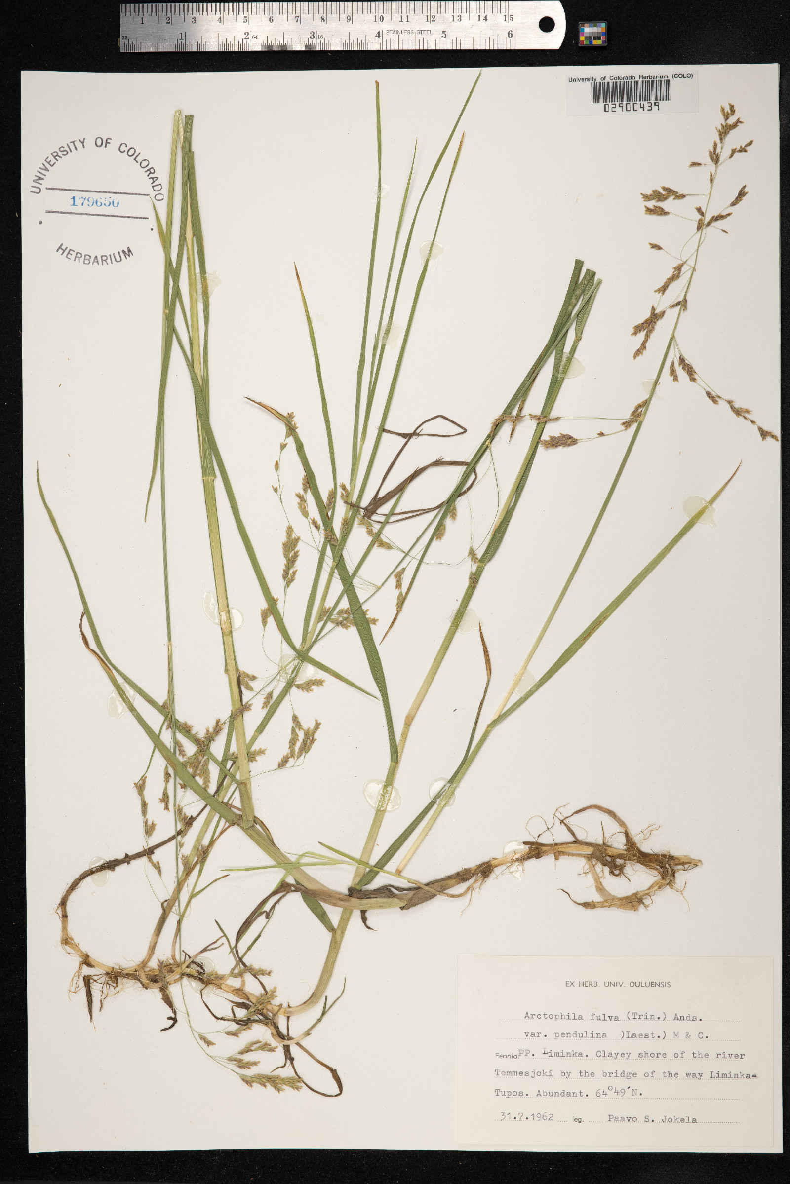 Arctophila fulva image