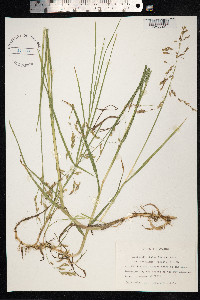 Arctophila fulva image