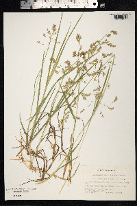 Arctophila fulva image
