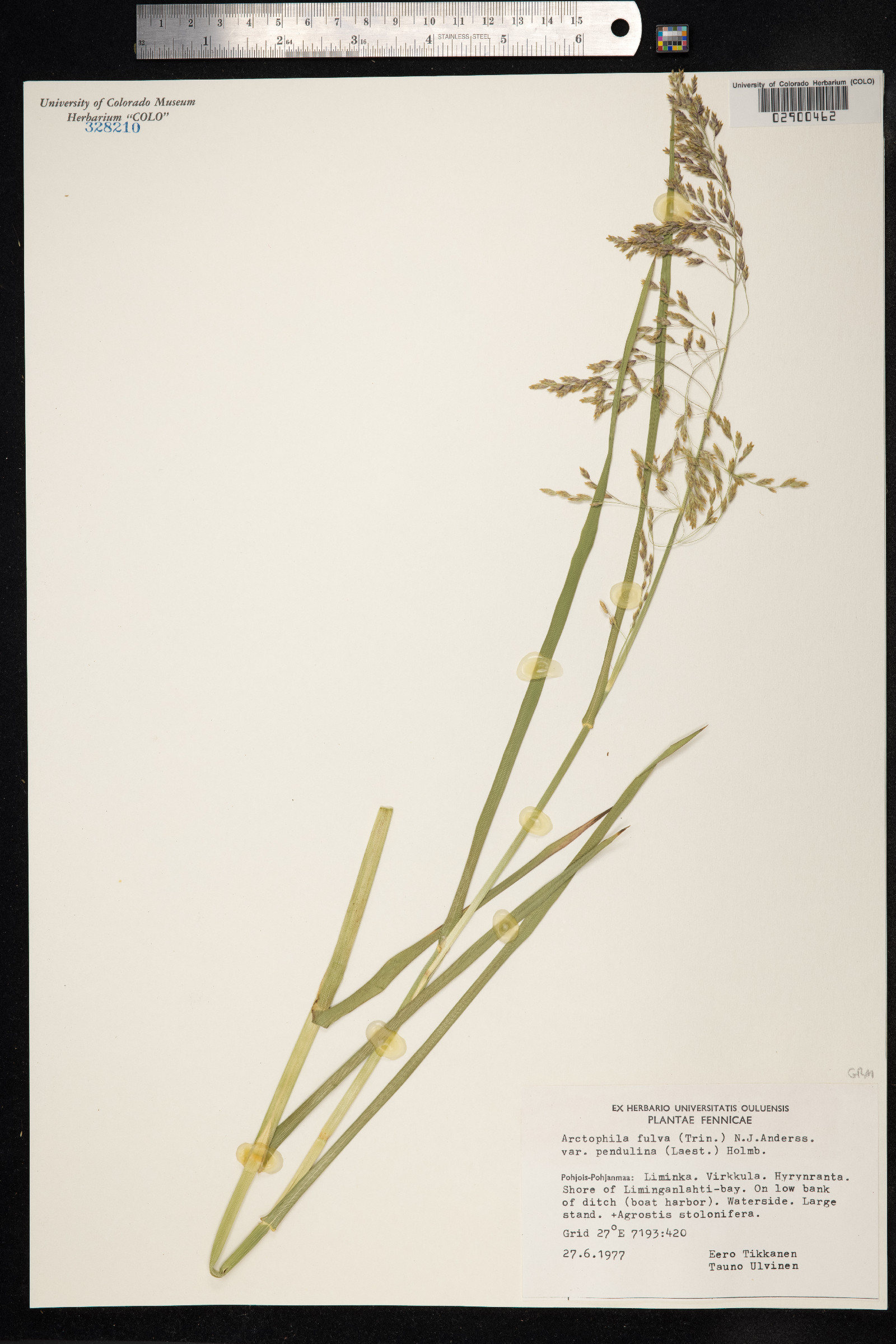 Arctophila fulva image
