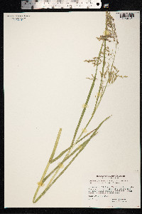 Arctophila fulva image