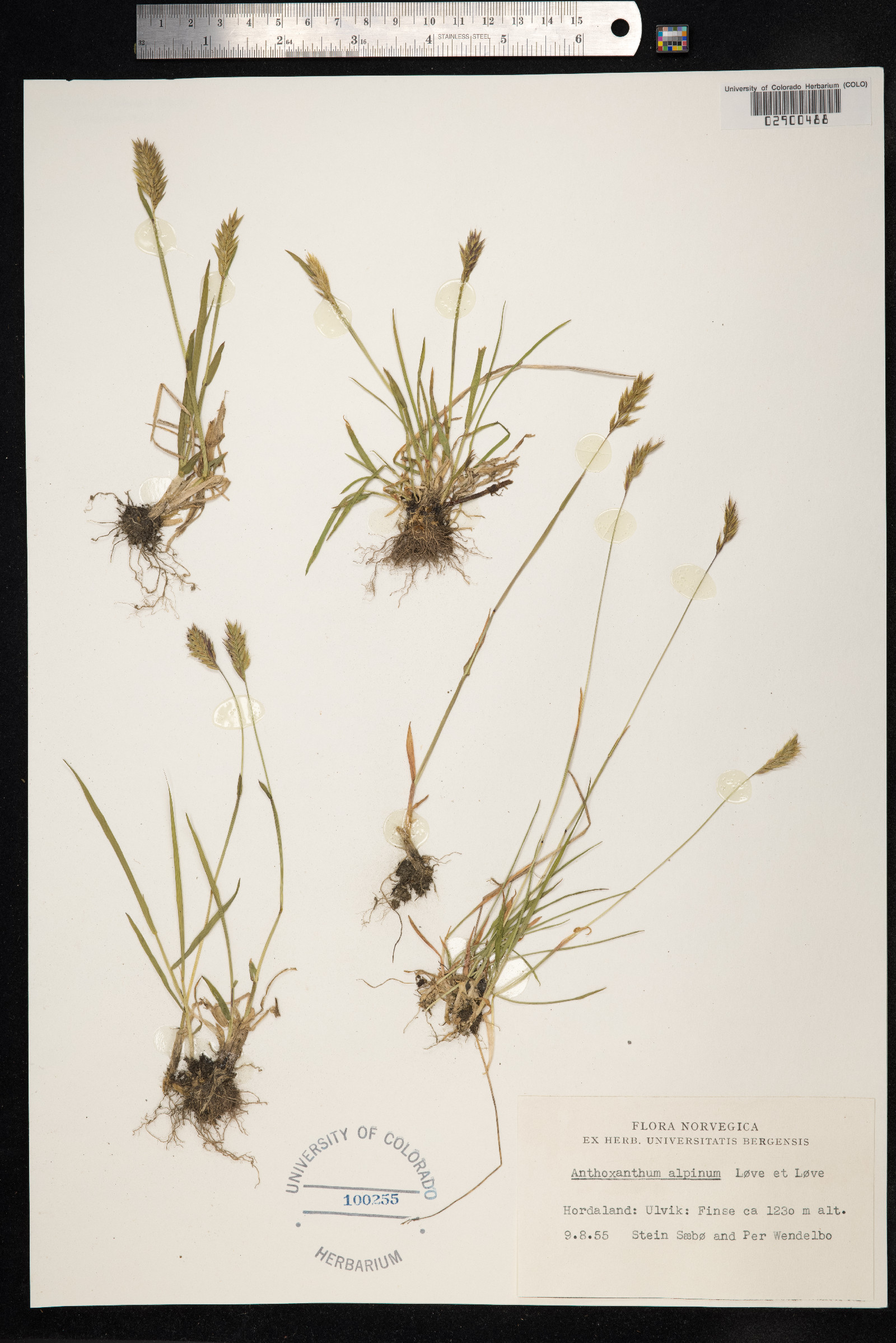 Anthoxanthum odoratum image