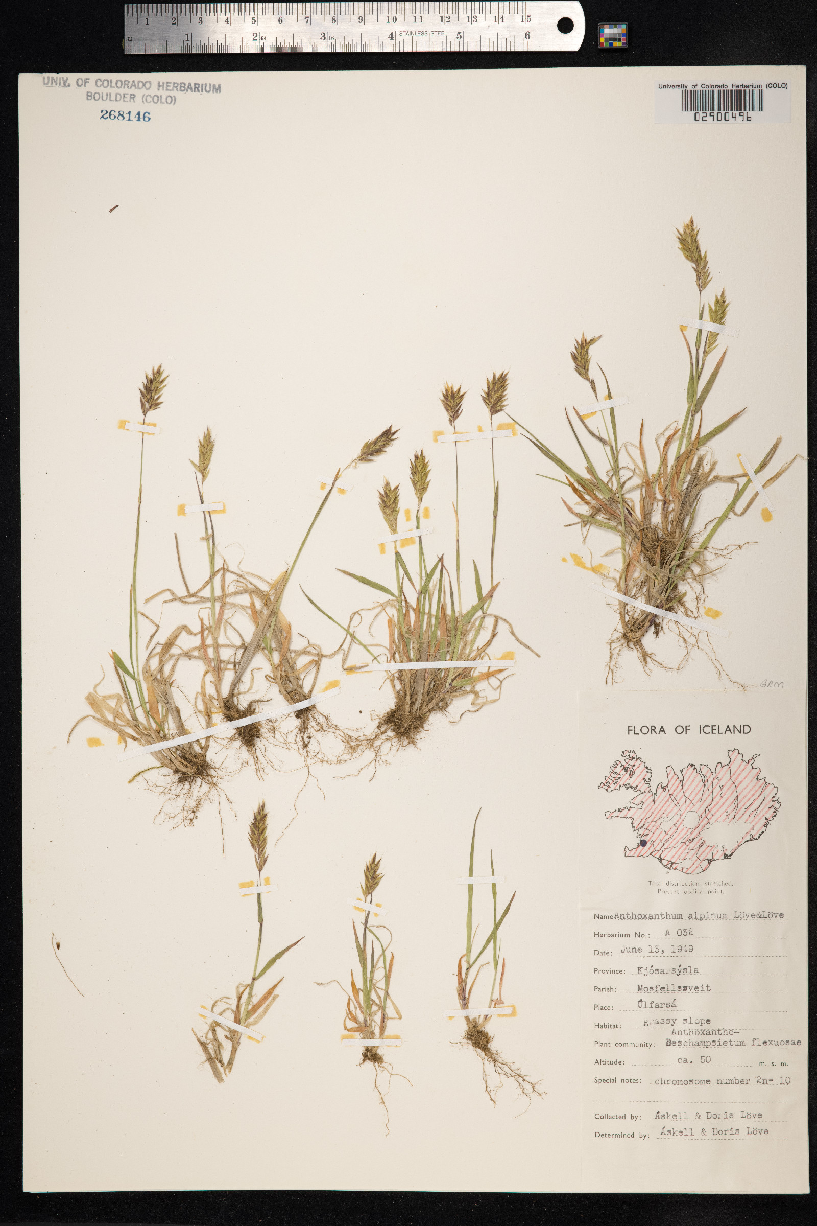 Anthoxanthum odoratum ssp. nipponicum image