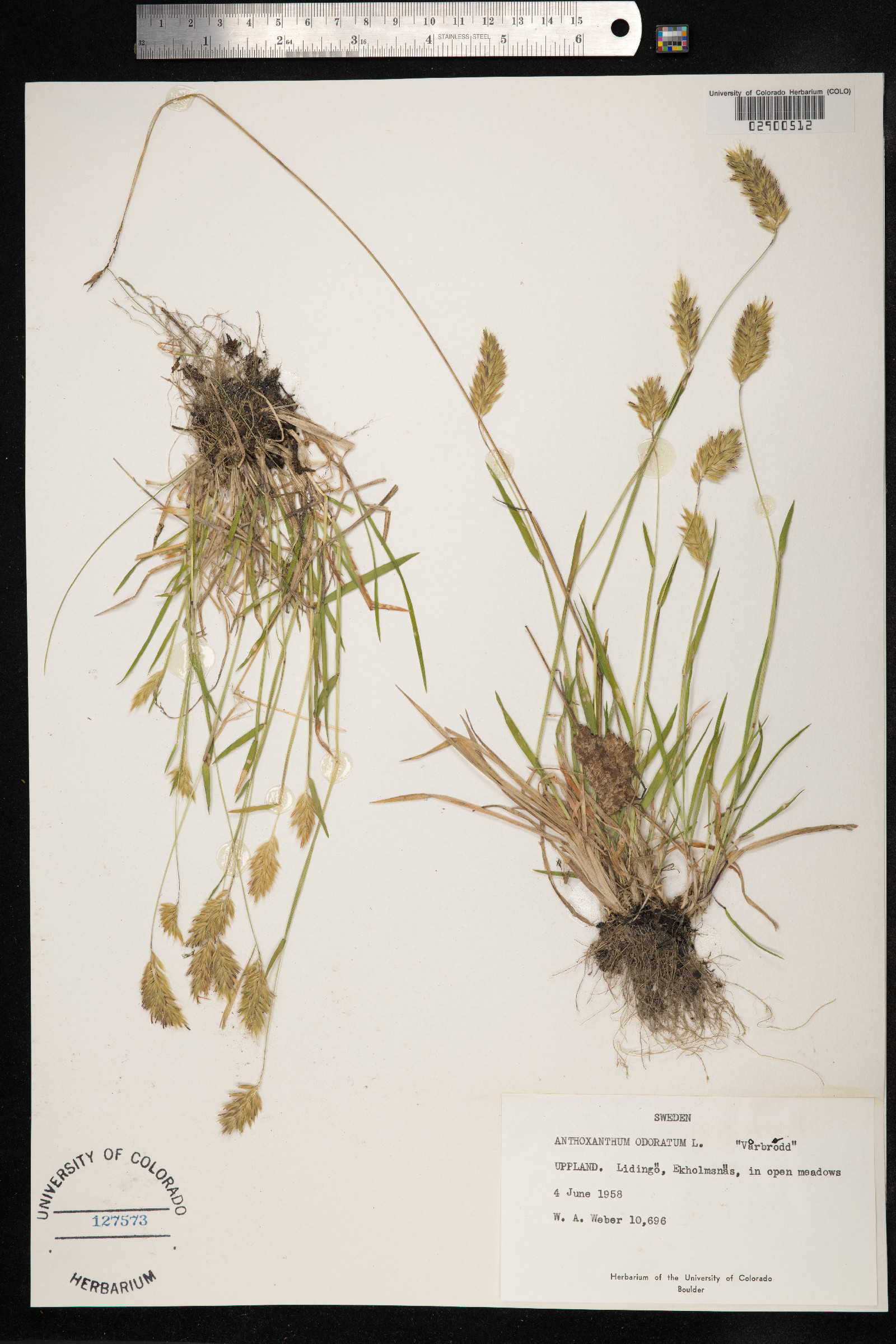 Anthoxanthum odoratum image