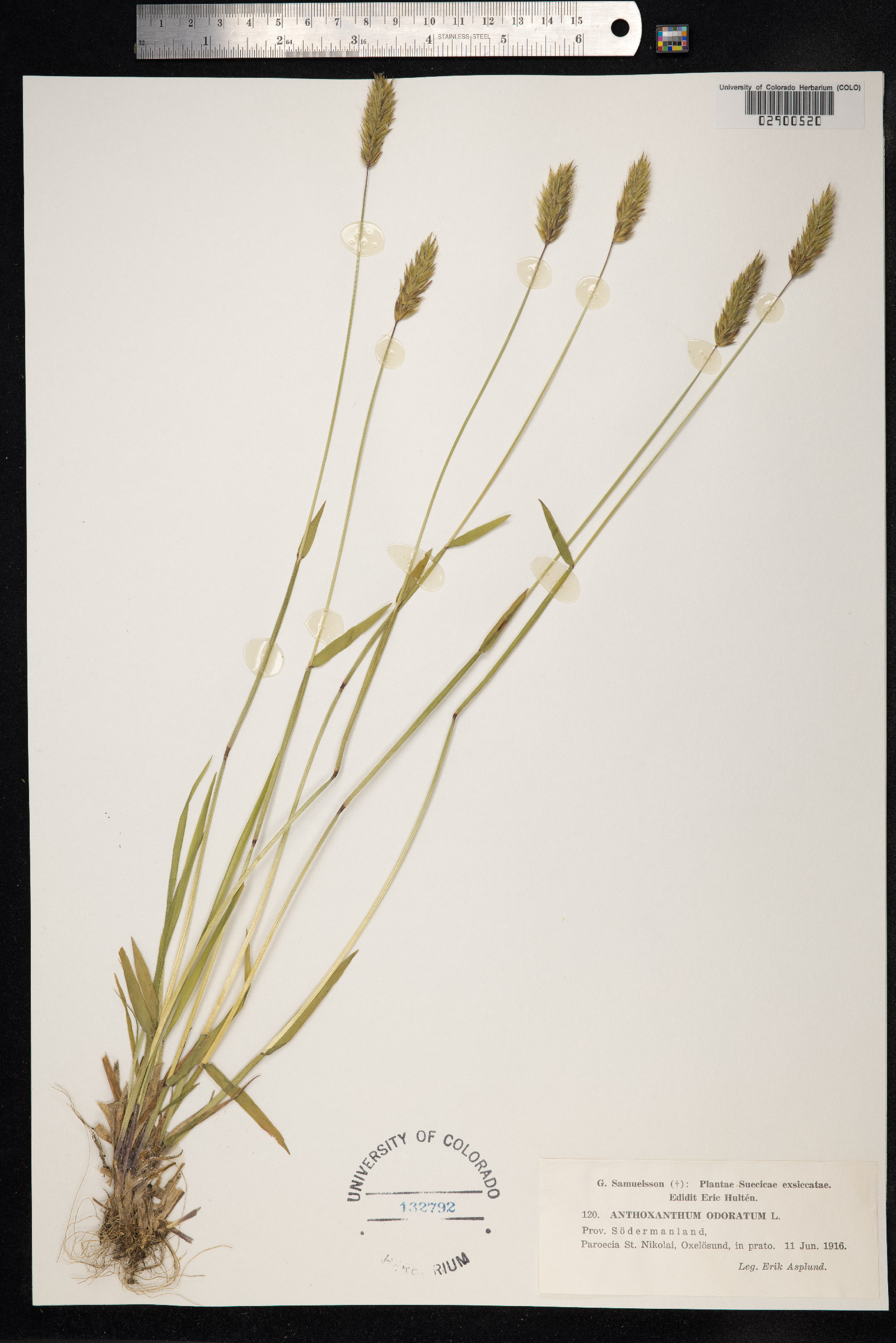 Anthoxanthum odoratum image