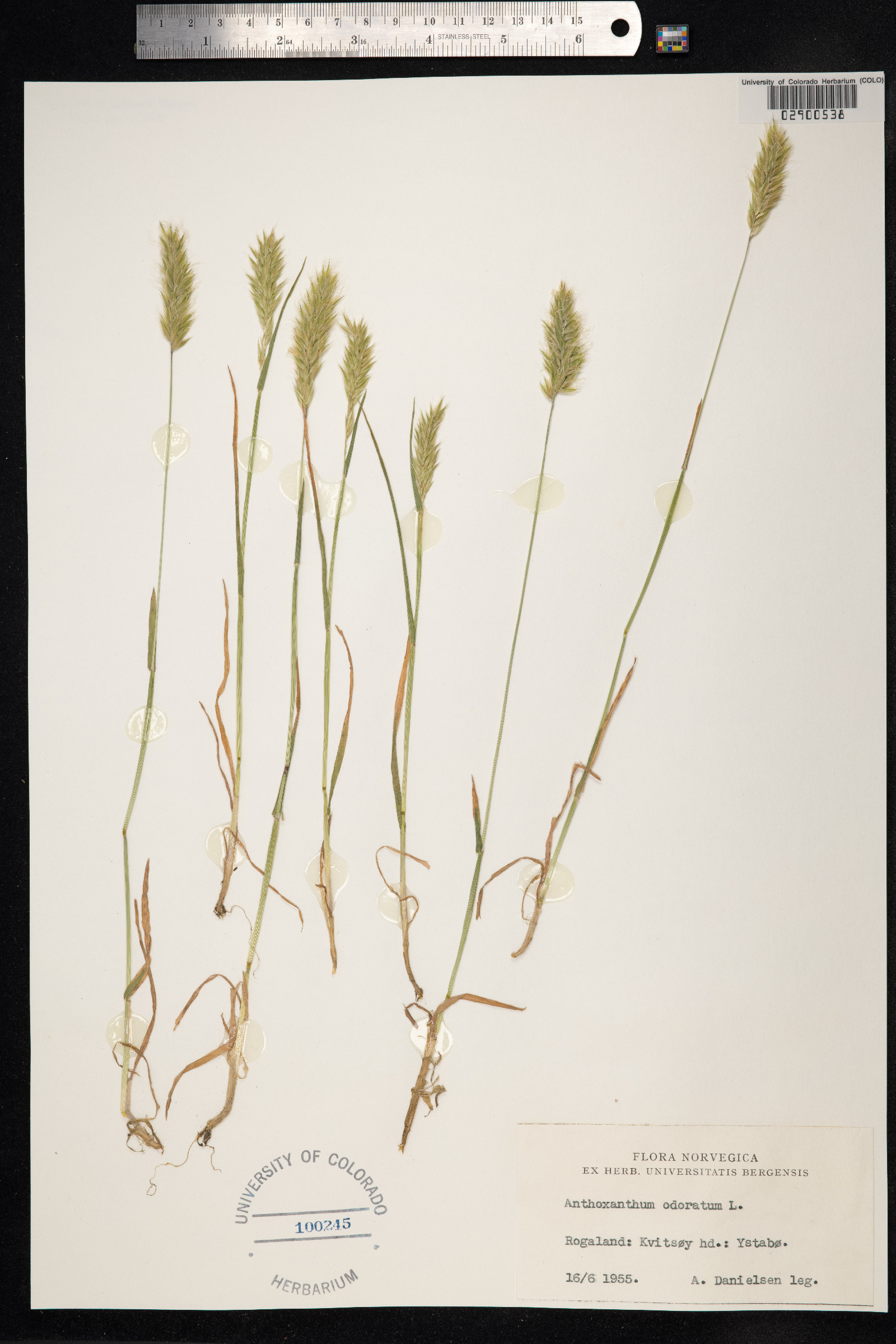 Anthoxanthum odoratum image