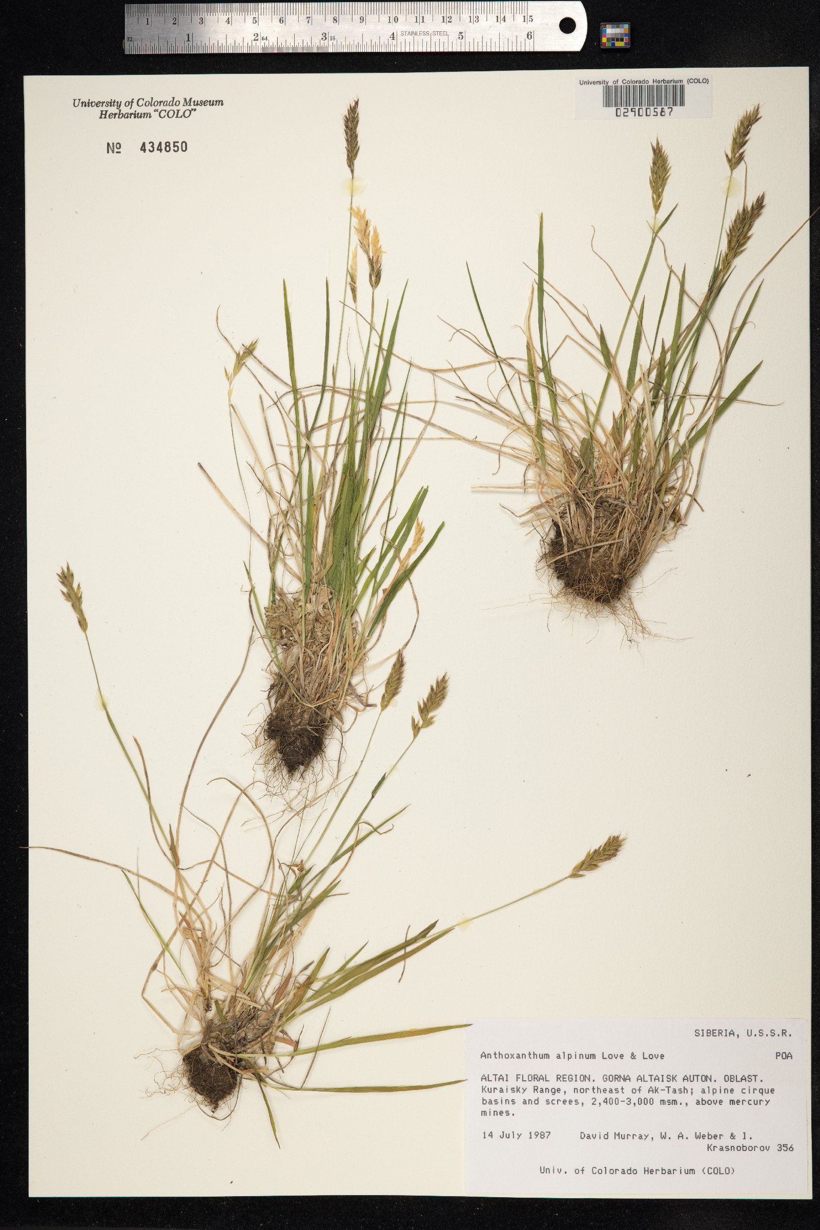 Anthoxanthum odoratum ssp. nipponicum image