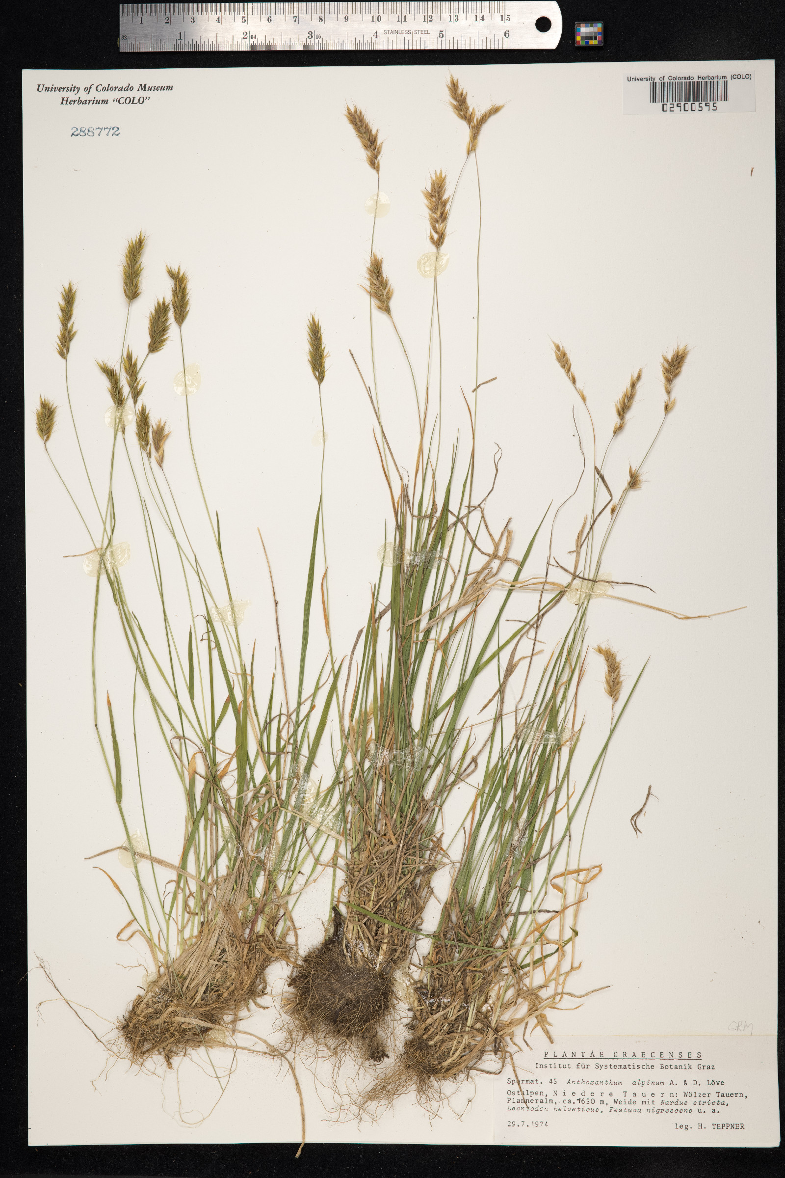 Anthoxanthum odoratum ssp. nipponicum image