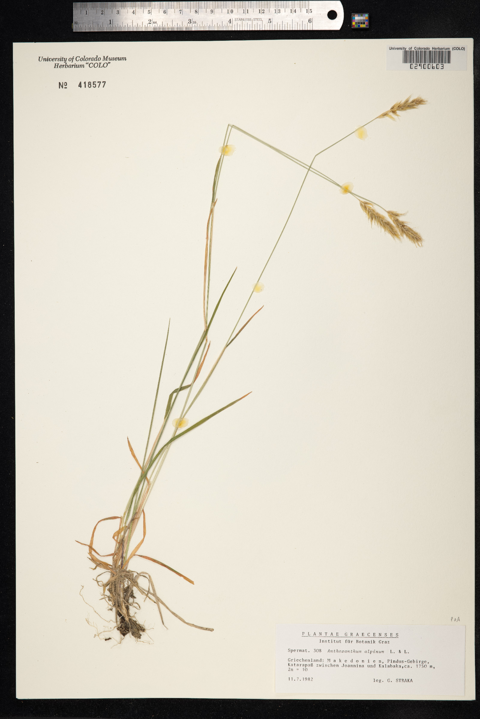 Anthoxanthum odoratum ssp. nipponicum image