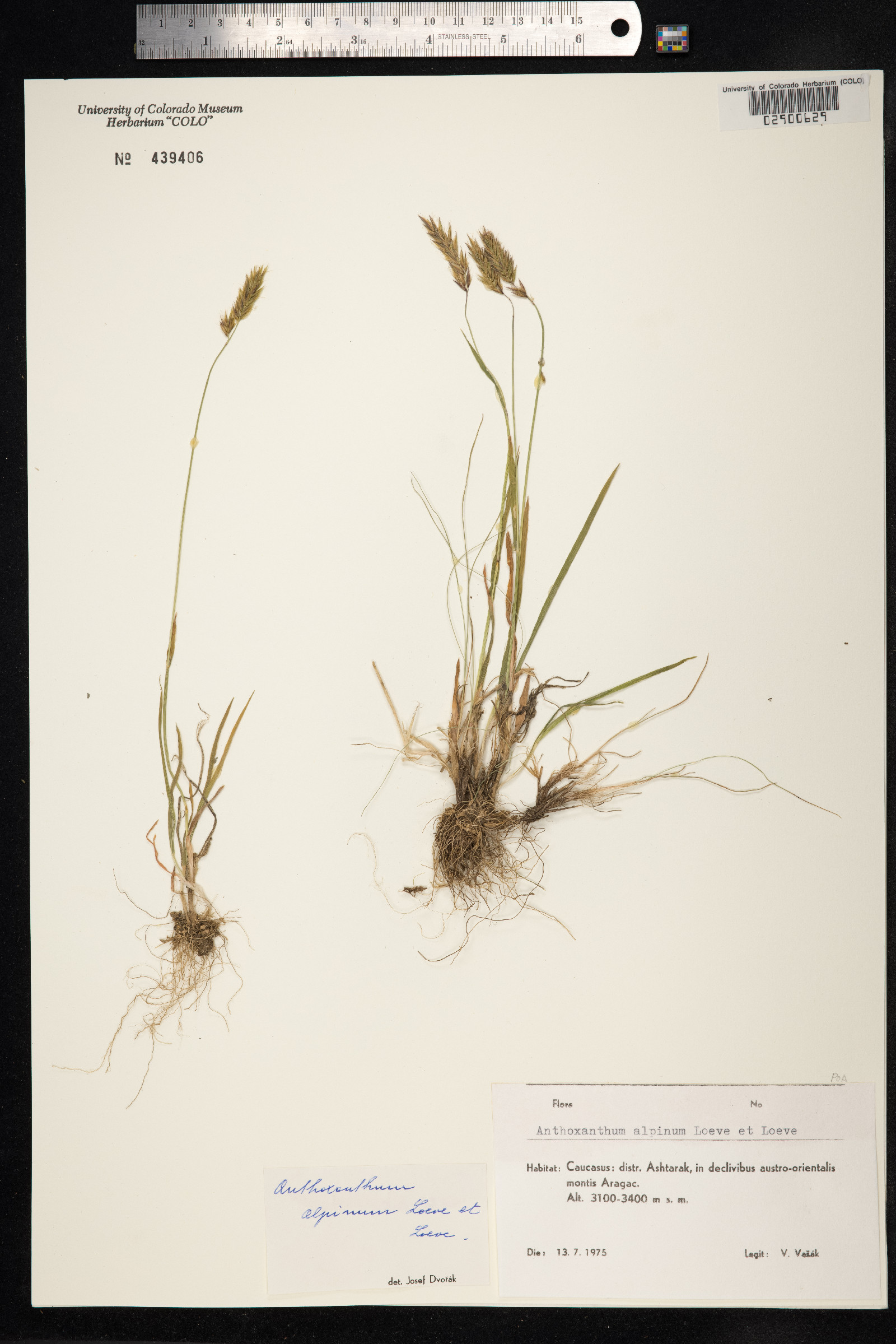 Anthoxanthum odoratum ssp. nipponicum image