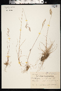 Avenella flexuosa image