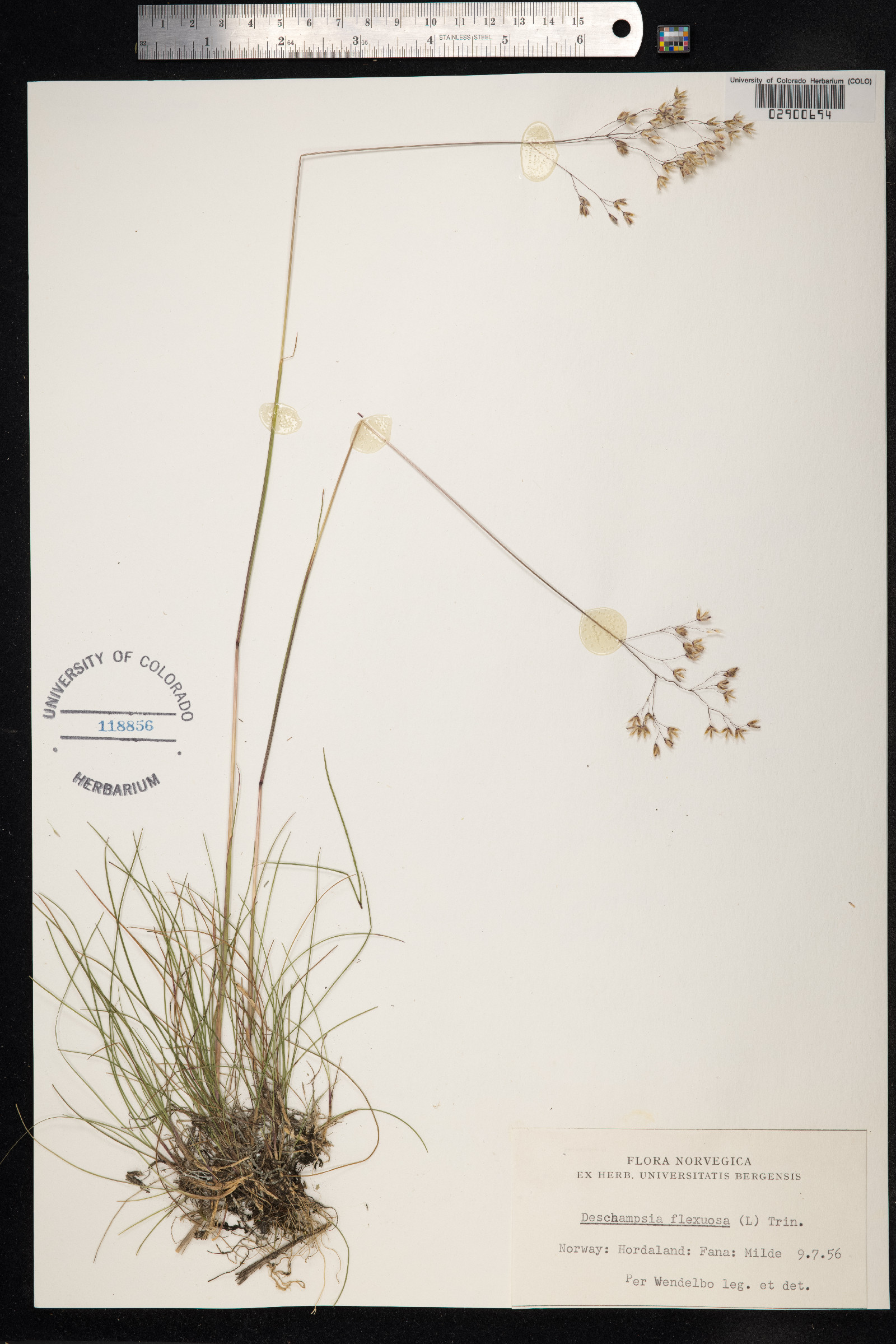 Avenella flexuosa image