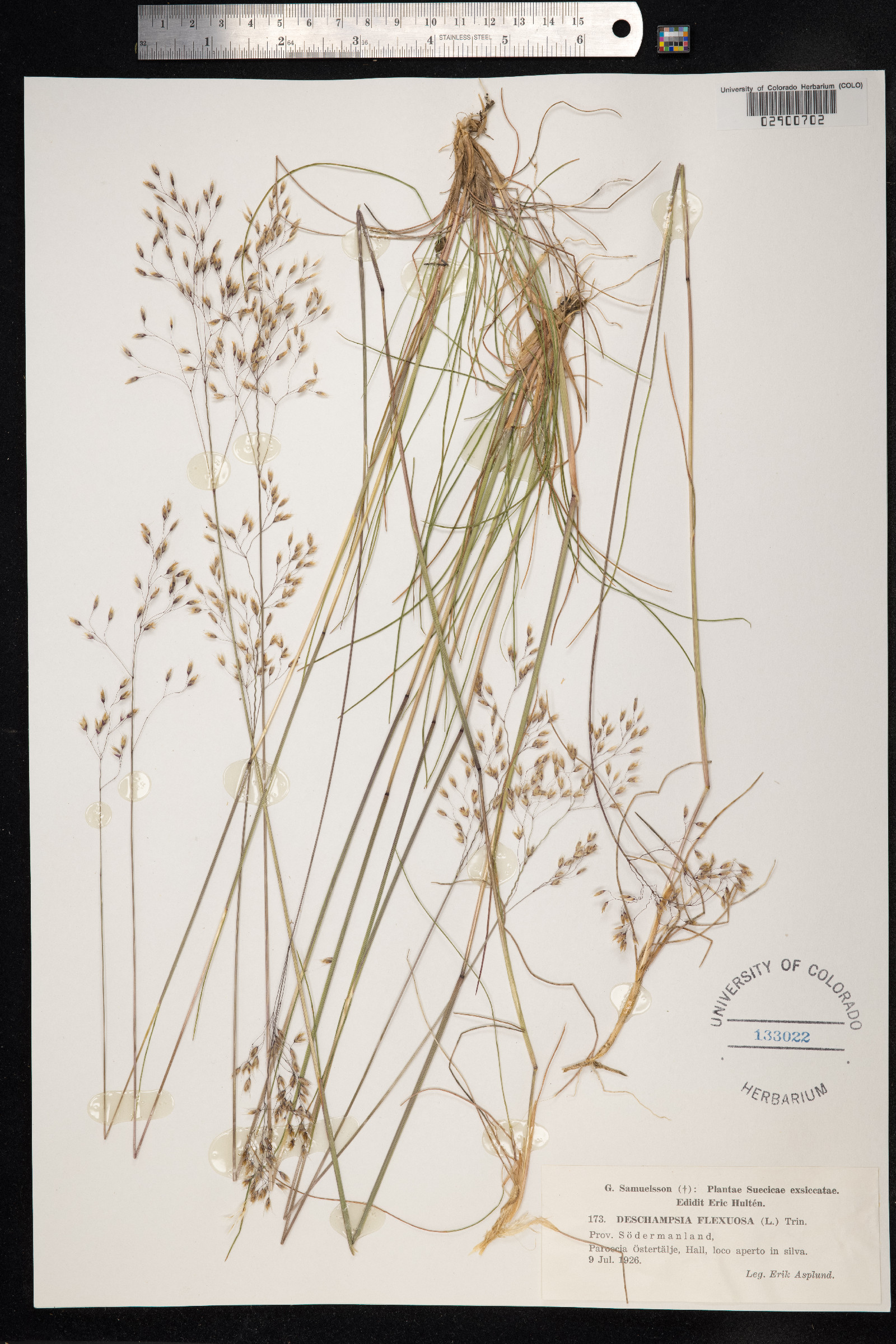 Avenella flexuosa image