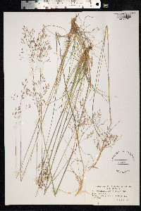 Avenella flexuosa image