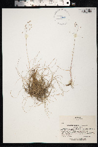 Avenella flexuosa image