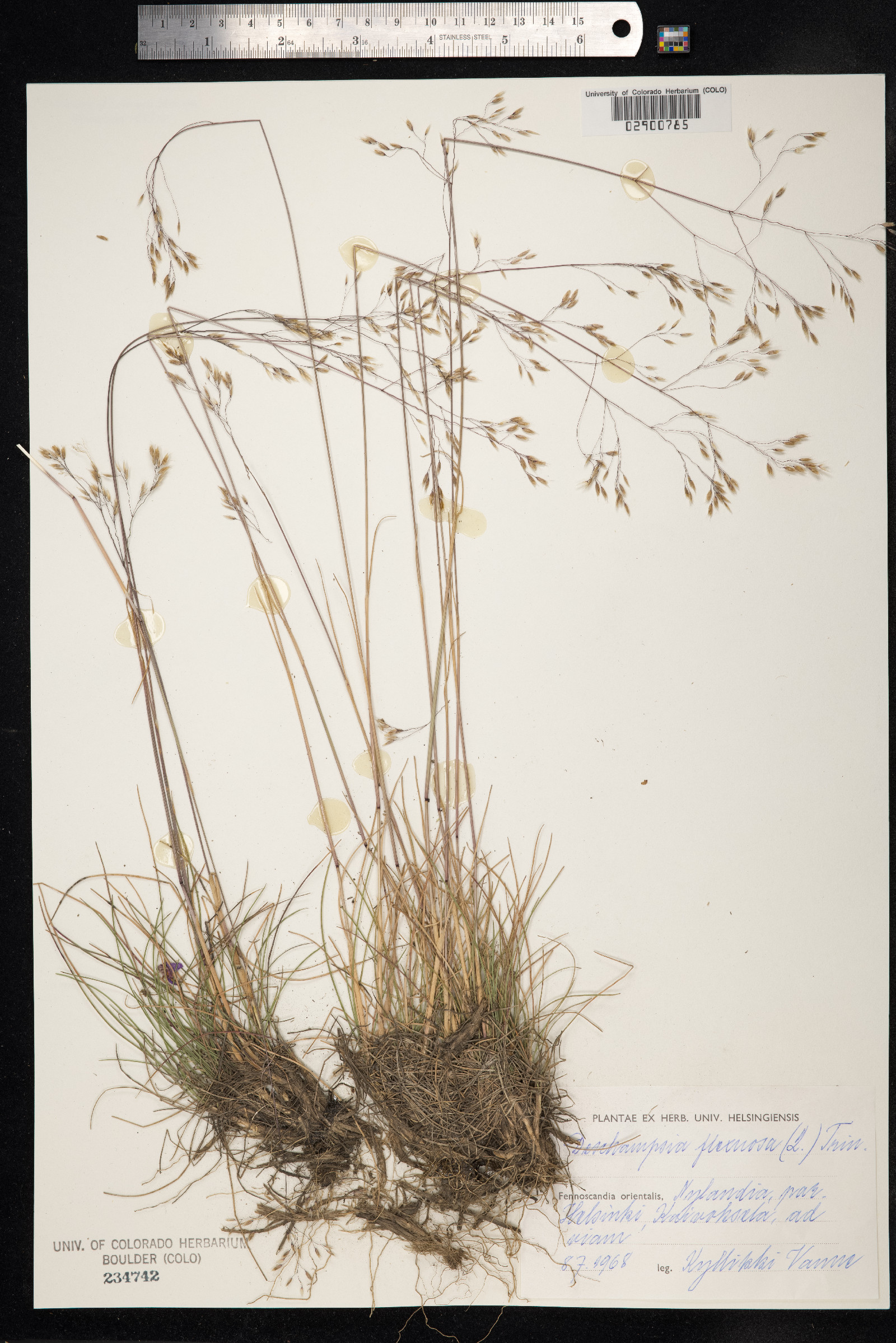 Avenella flexuosa image