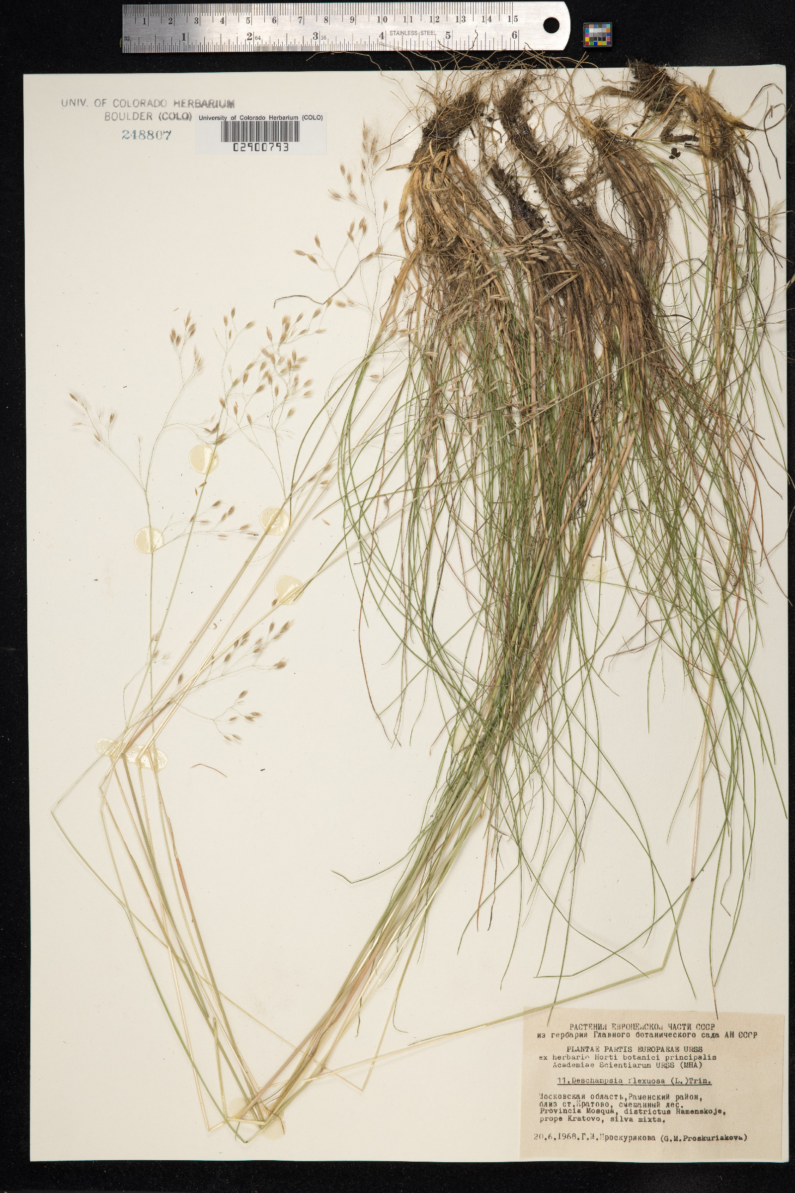 Avenella image