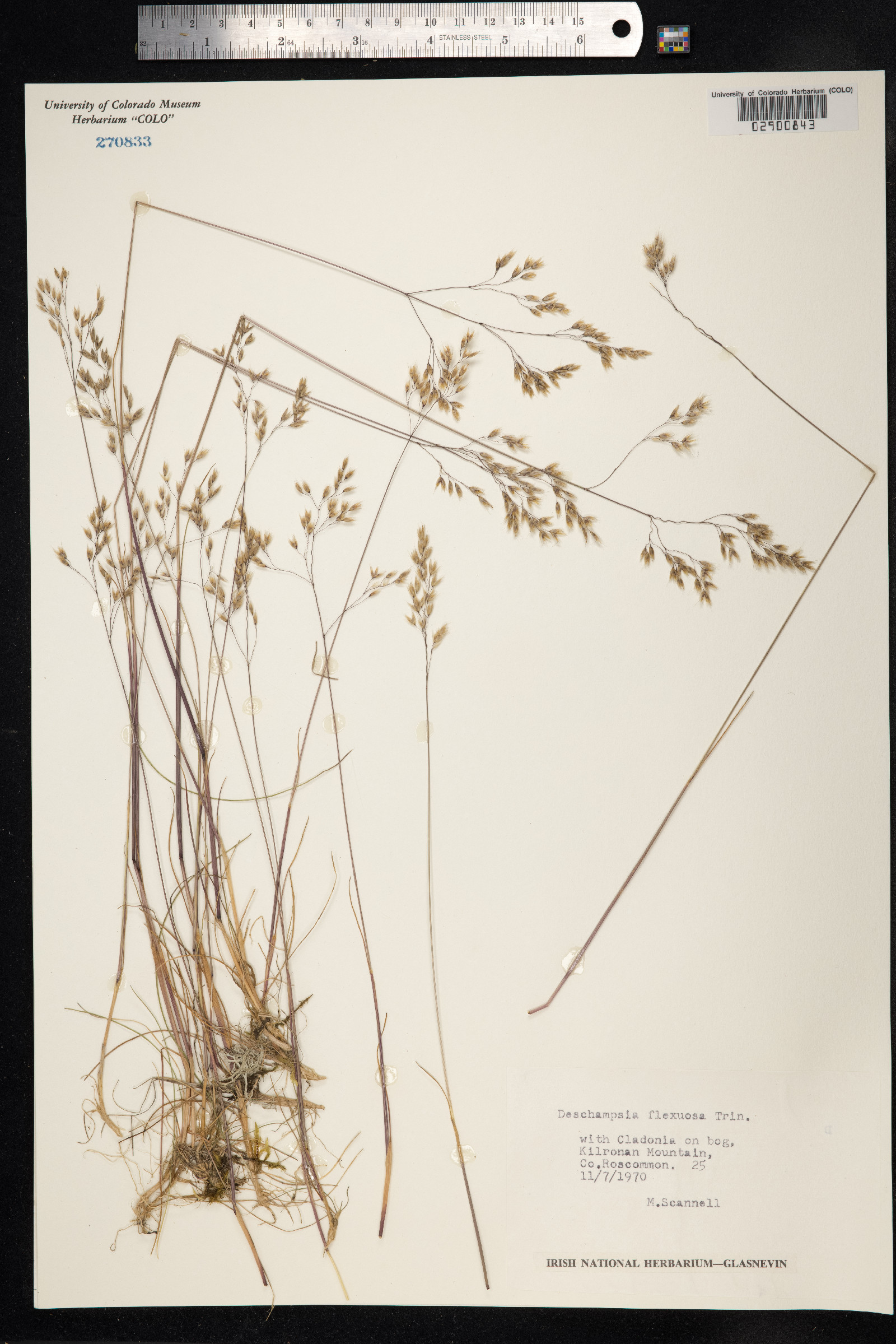 Avenella flexuosa image