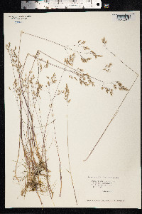 Avenella flexuosa image