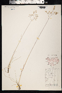 Avenella flexuosa image