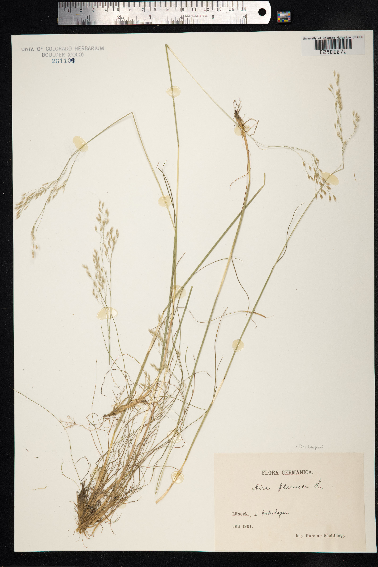 Avenella flexuosa image