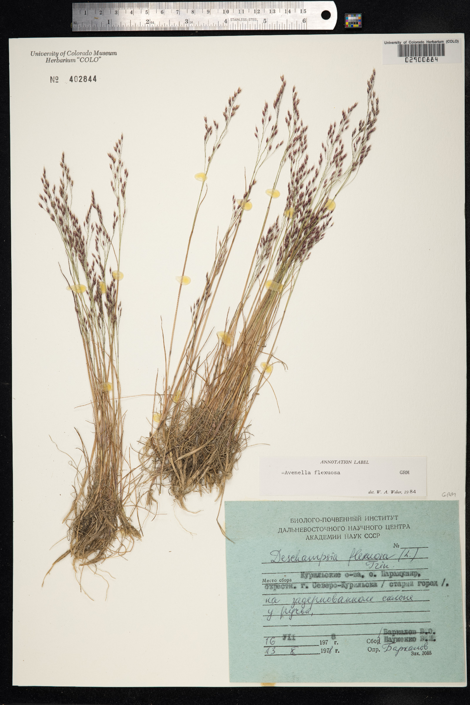 Avenella flexuosa image