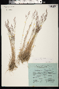 Avenella flexuosa image
