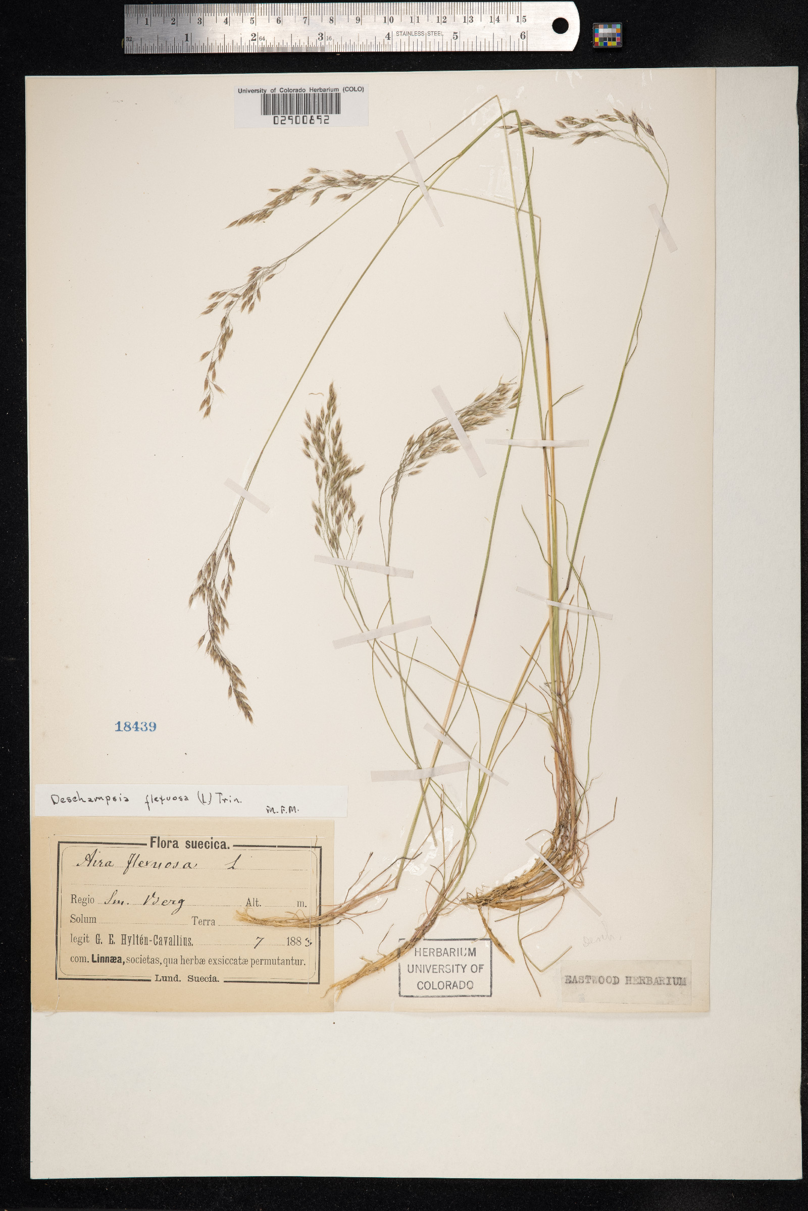 Avenella flexuosa image