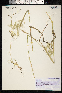 Avena sativa image