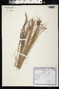 Avenella flexuosa image