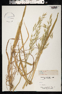 Avena sativa image