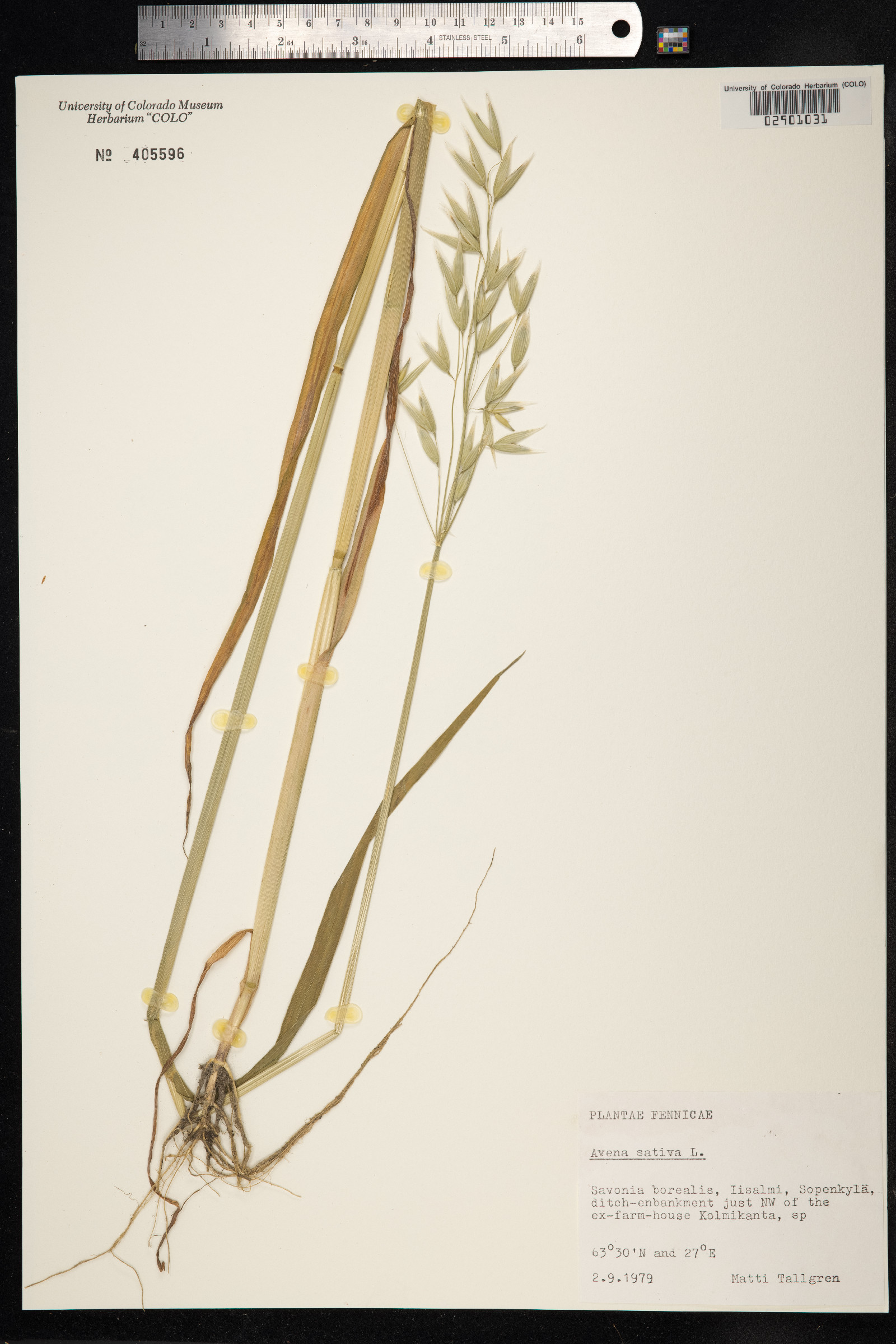 Avena sativa image