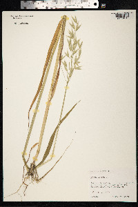 Avena sativa image
