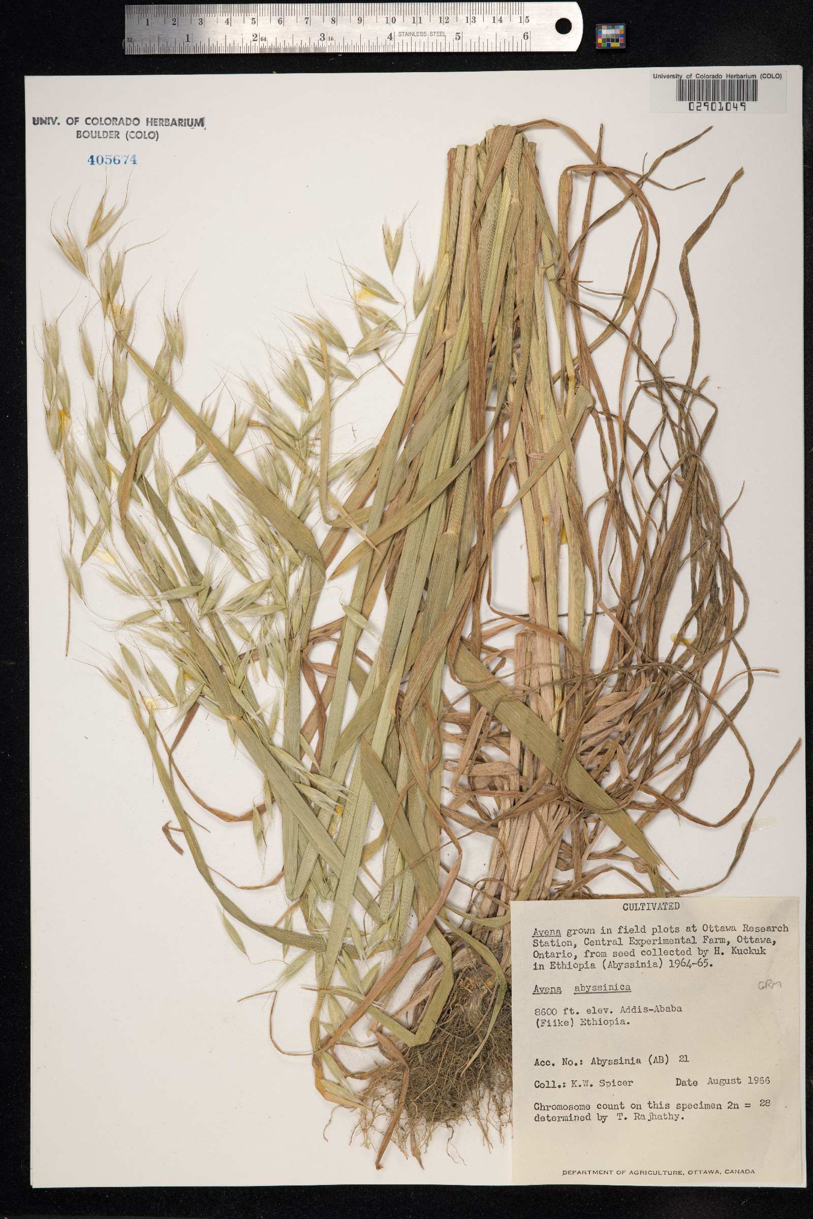 Avena abyssinica image