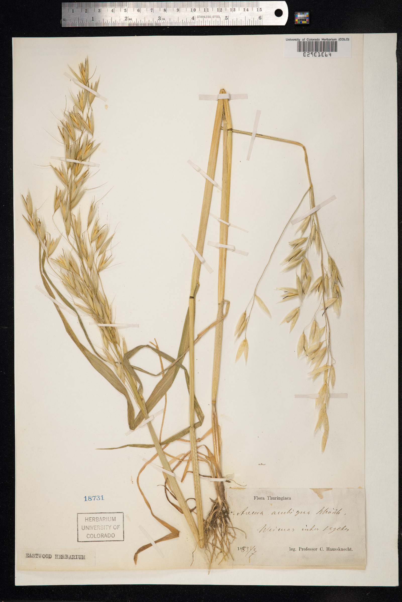 Avena strigosa image
