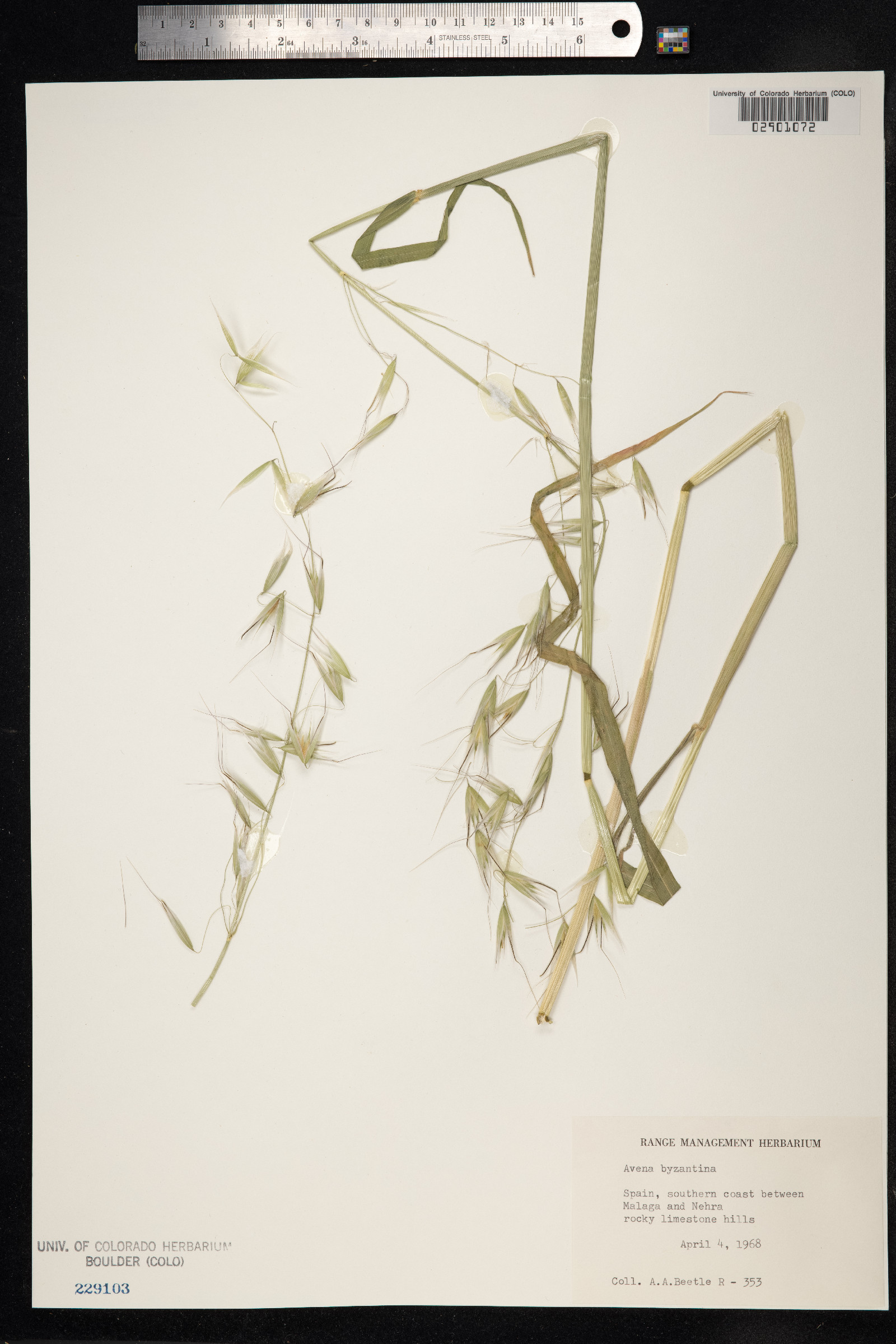 Avena sativa image