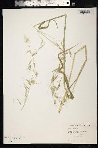 Avena sativa image