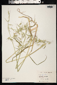 Avena sativa image