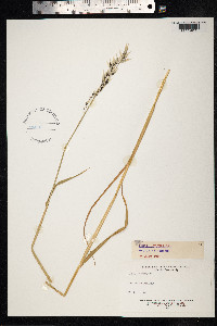 Avena sativa image