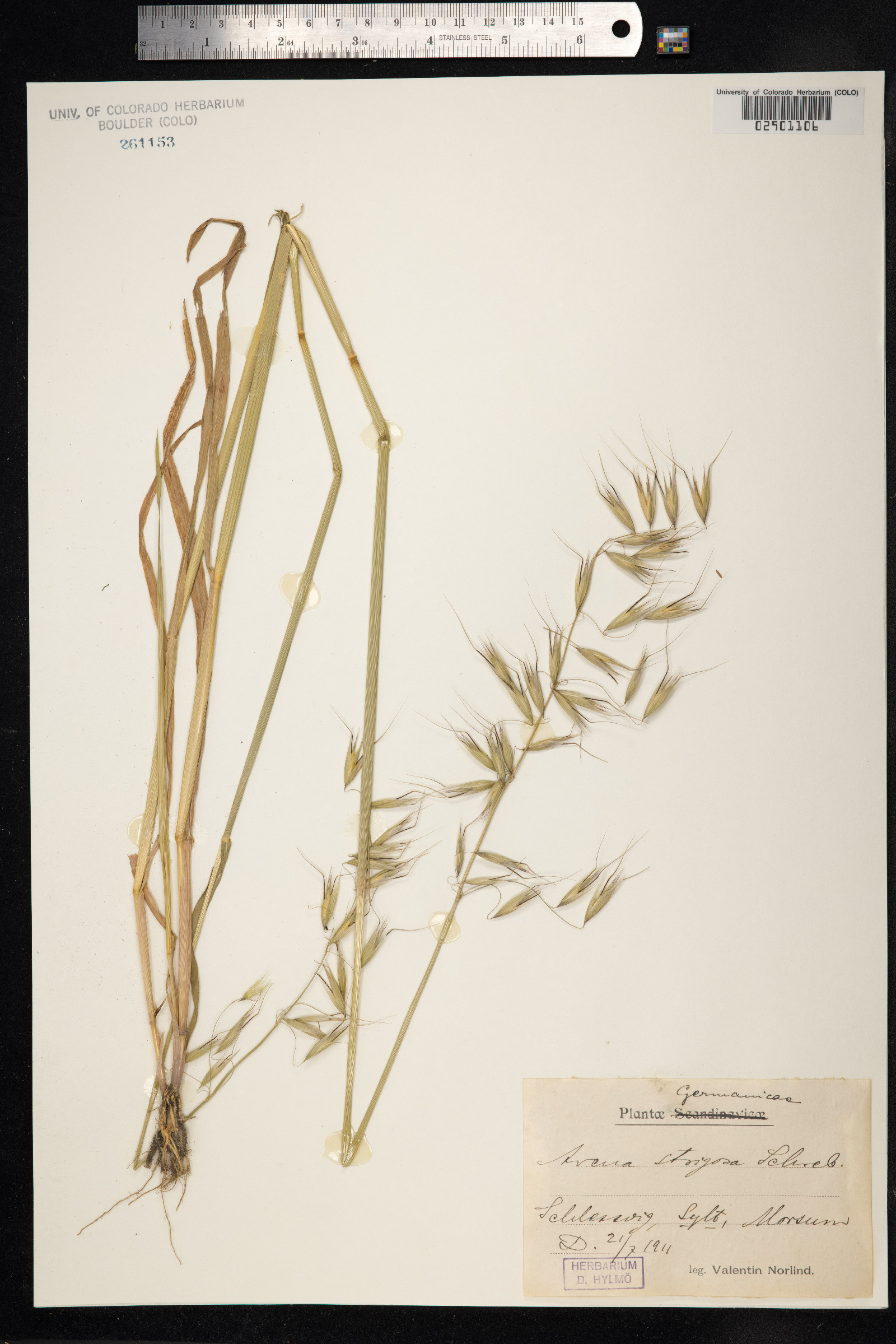 Avena strigosa image