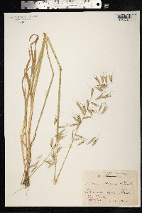 Image of Avena strigosa