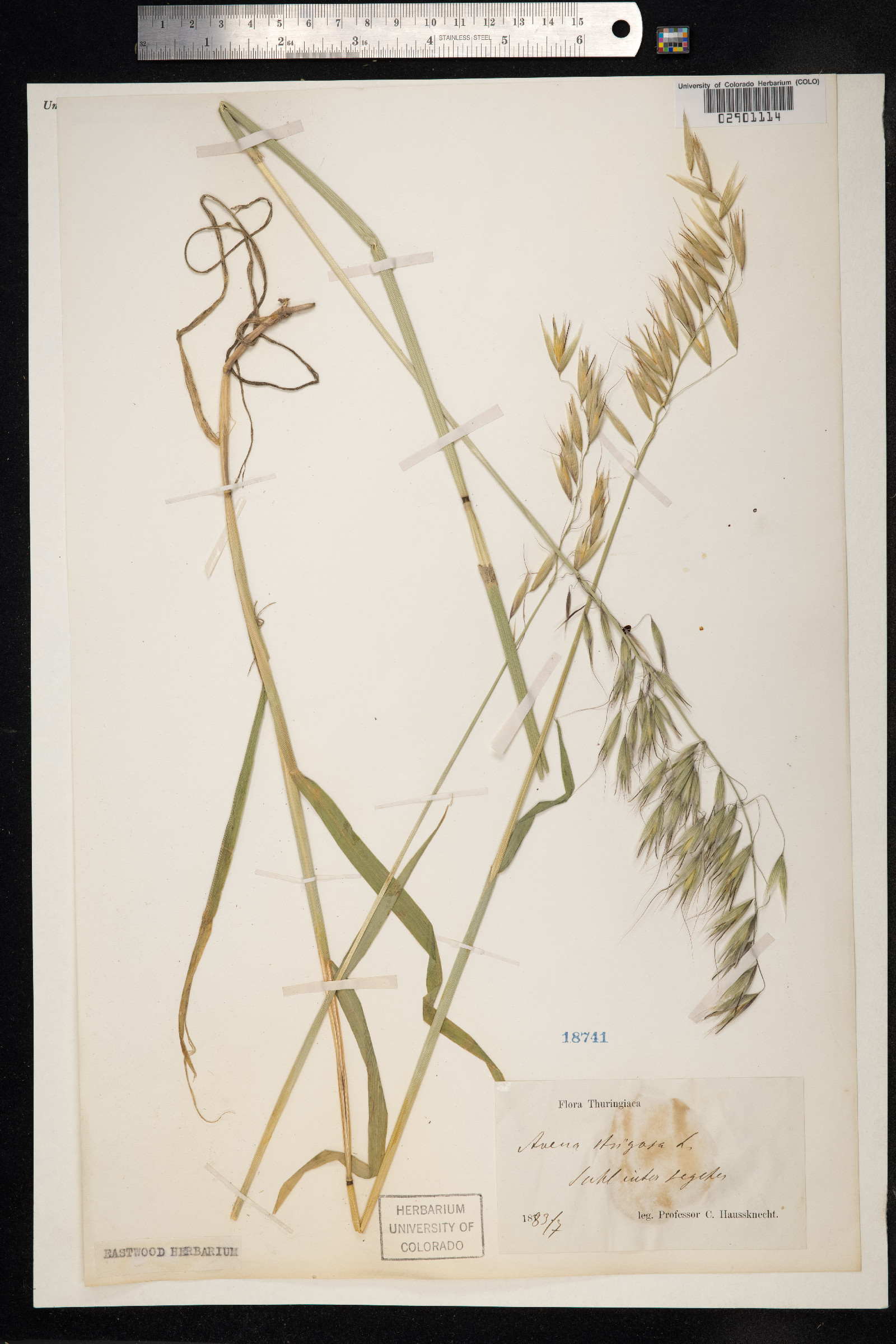 Avena strigosa image