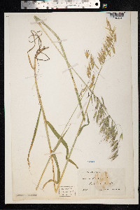 Avena strigosa image