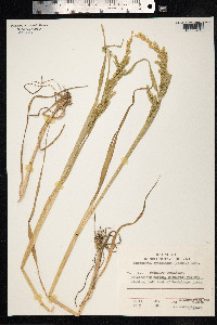 Beckmannia syzigachne image