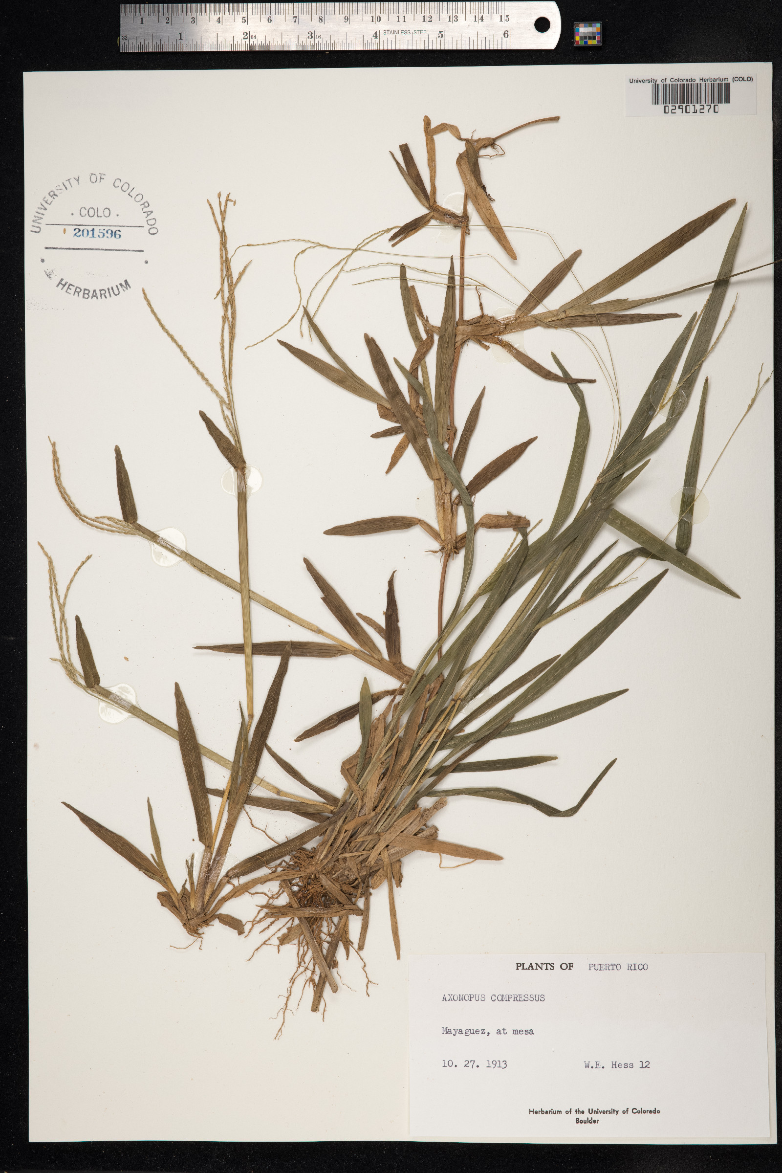 Axonopus compressus image