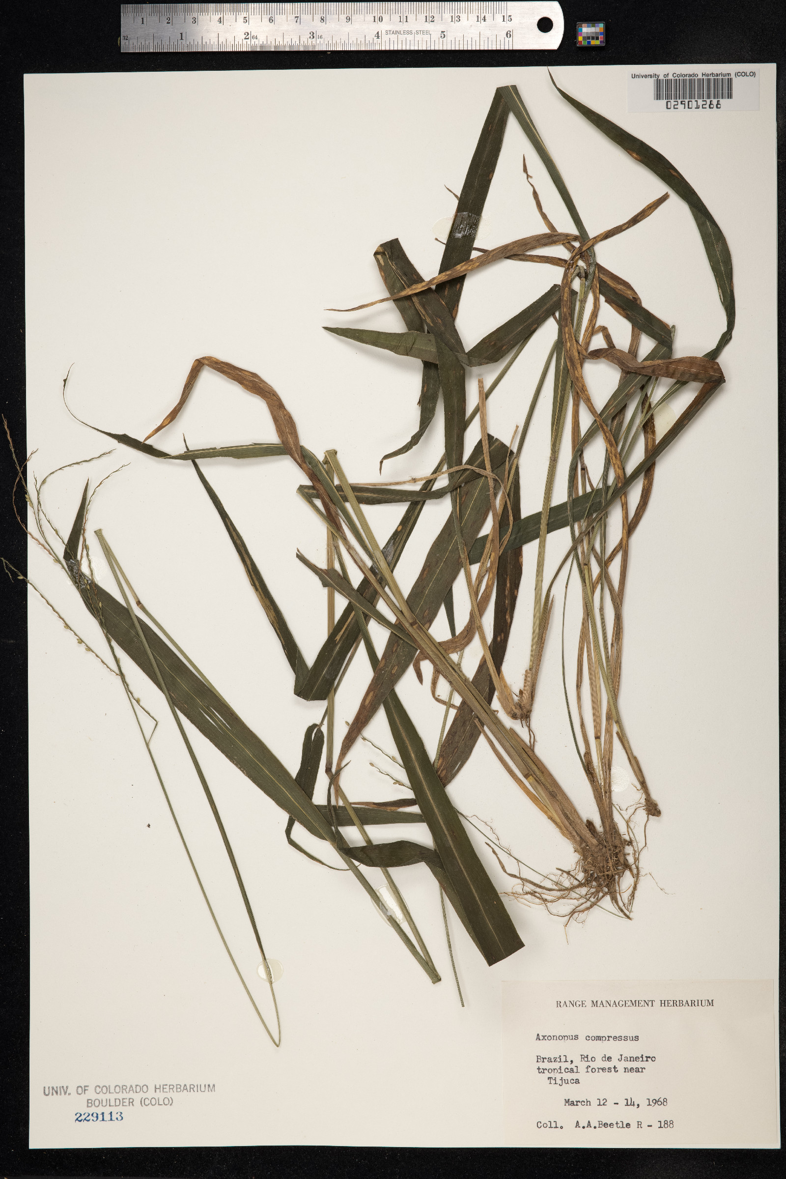 Axonopus compressus image