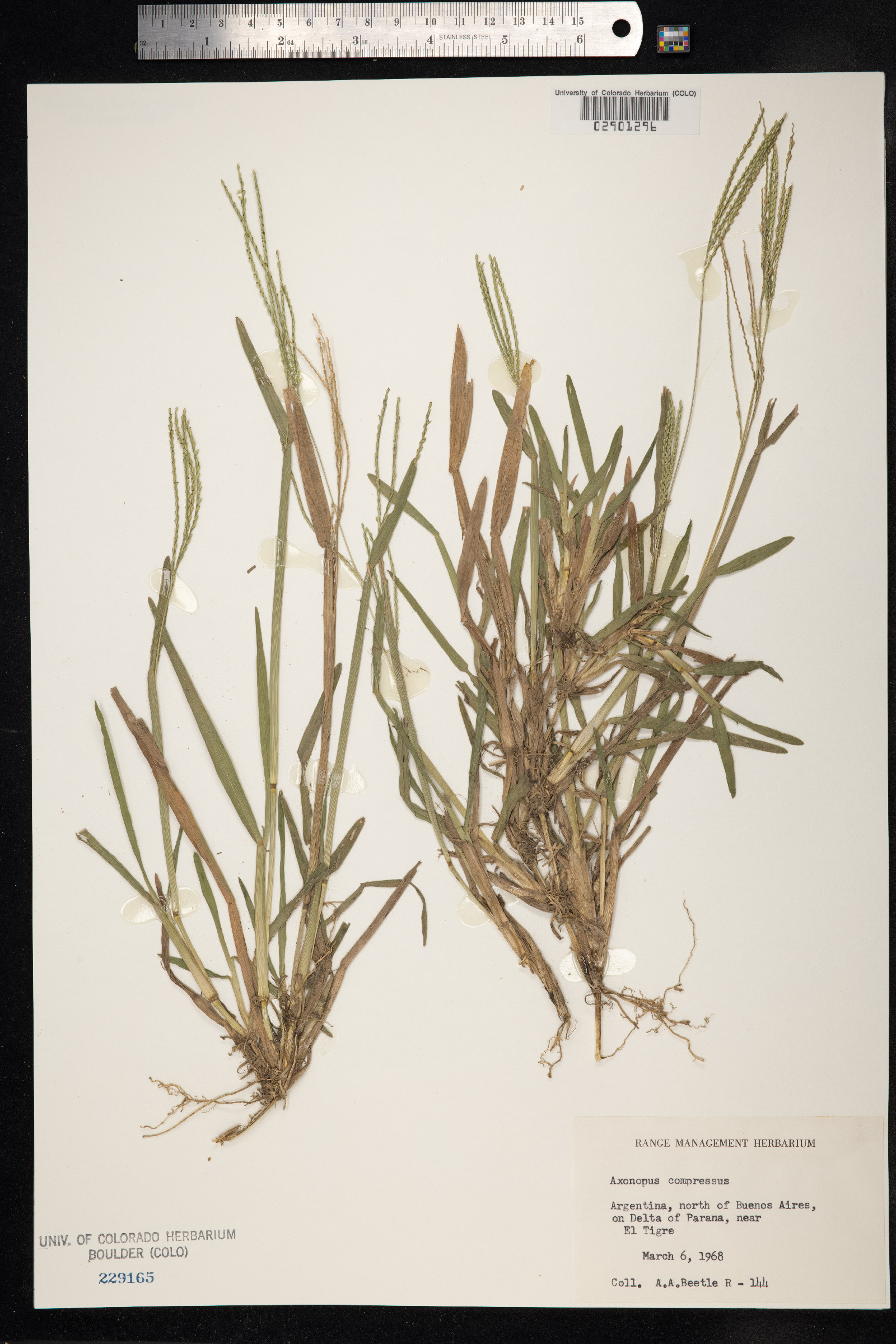 Axonopus compressus image